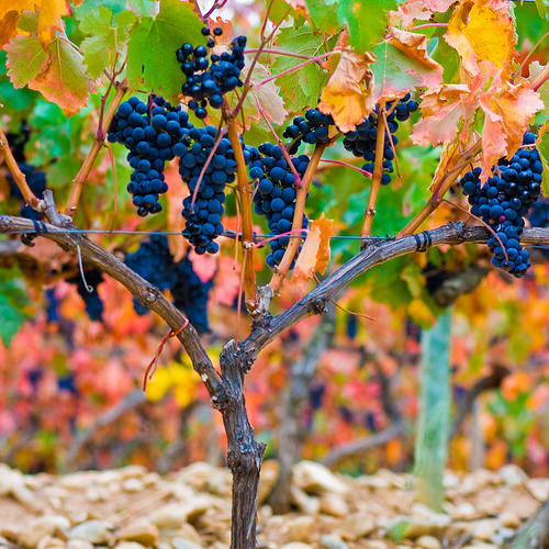 Rioja