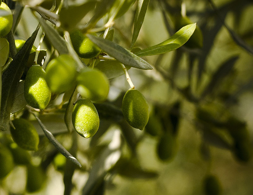 olive