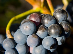 grapes1000